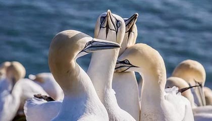 中方通告全球，中俄无法结盟，欧盟女外长“连开2枪”，要再造第二个“北约”对付中国？