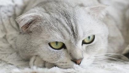 前首相声称高市已经“认输”，日防务大臣却还在拿导弹施压，解放军点出日本灭亡之道