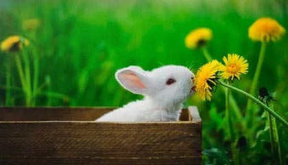 中国男篮VS韩国12人参赛名单：周琦领衔 赵睿缺席